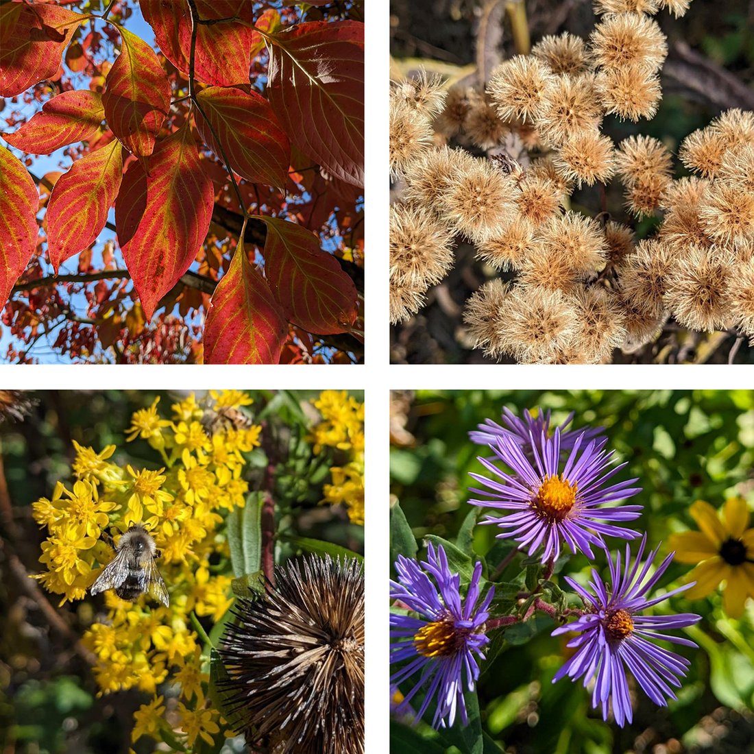 A photo mosaic of Indiana native plants in the autumn, including white flowering dogwood leaves, ironweed seed heads, goldenrod with a bumblebee, and new england aster with brown-eyed-susans
