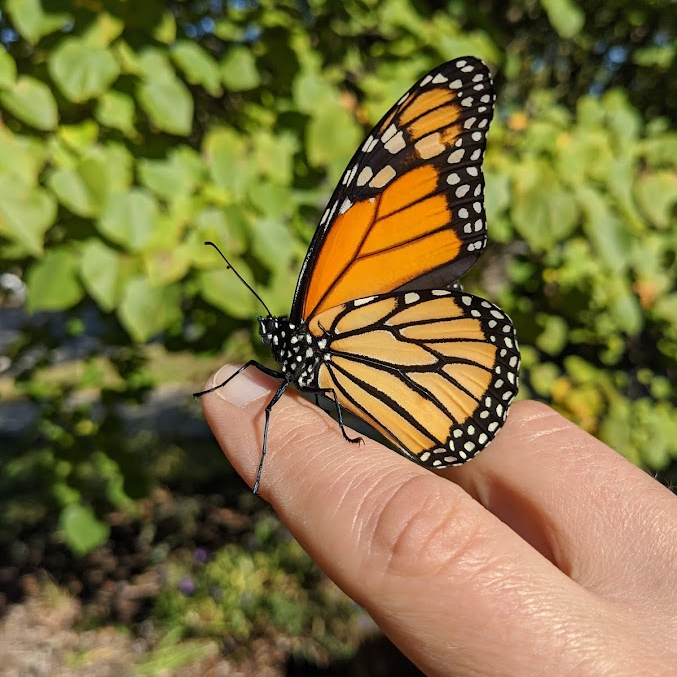 A monarch butterfly perched the finger of a gardener in an urban garden setting