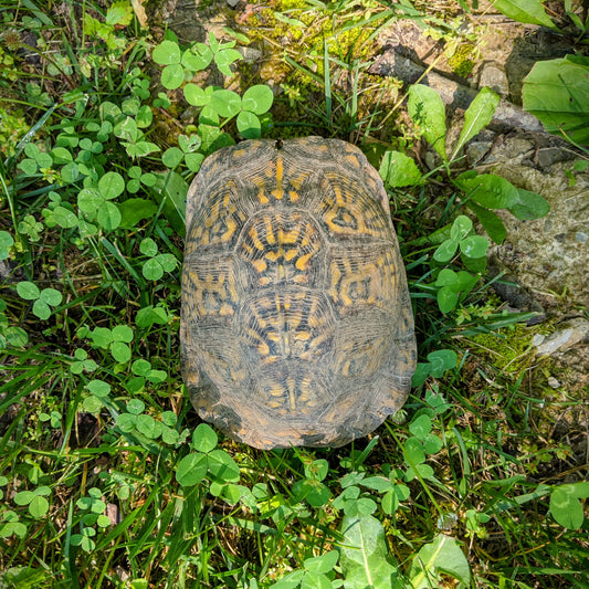 An Eastern box turtle from up above surrounded by grass and weeds.