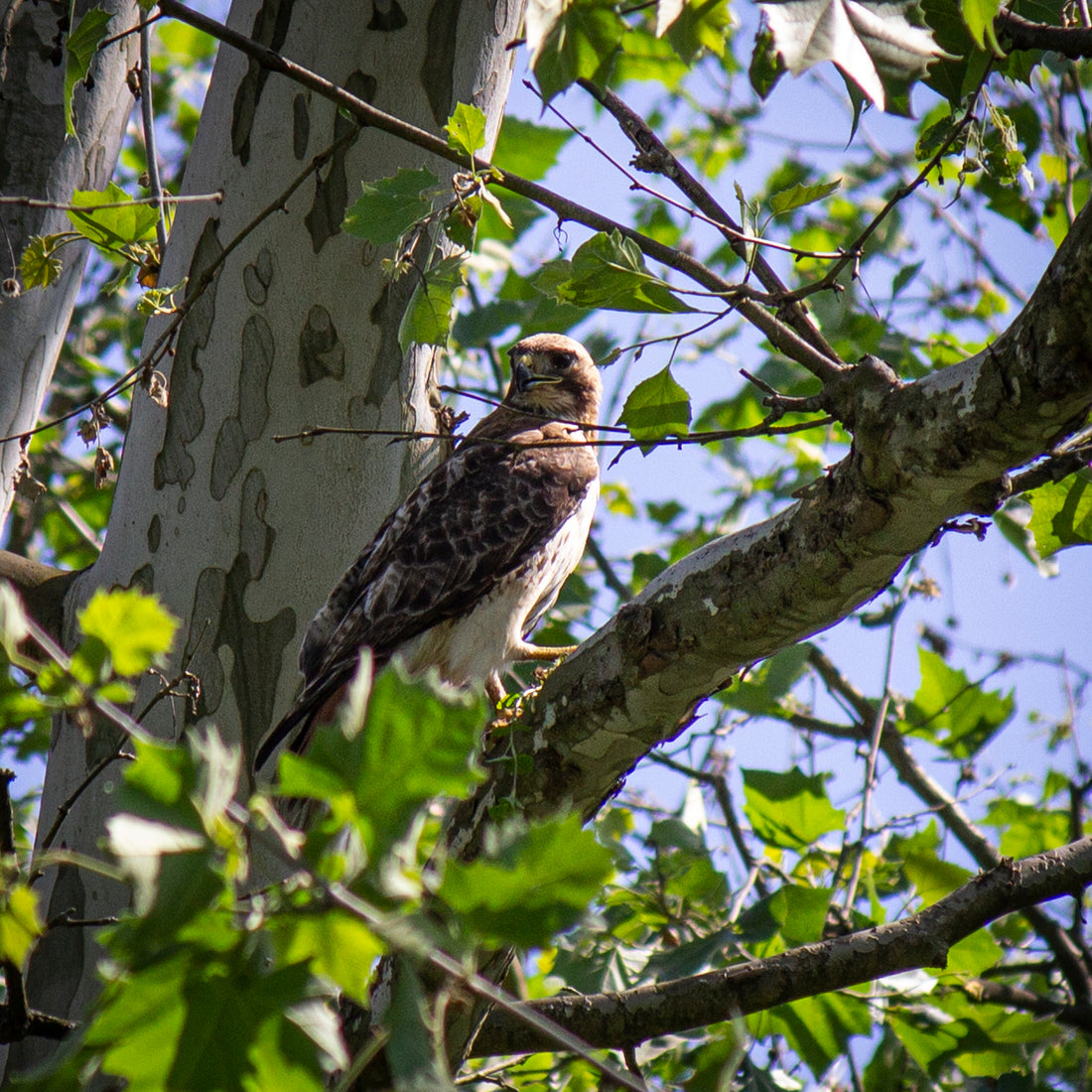 A red-tailed hawk perched in a sycamore tree.