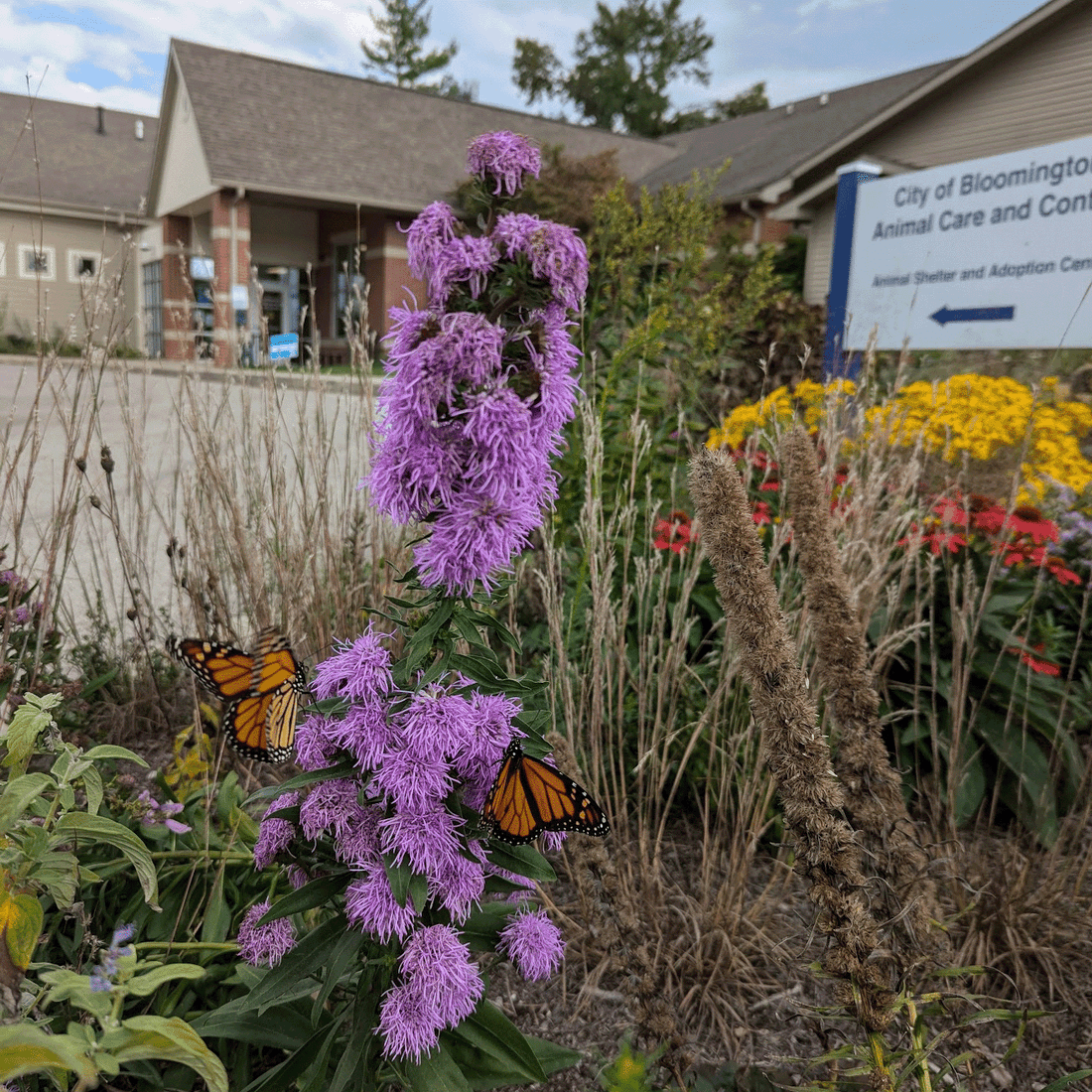 A garden bed in front of the Bloomington, Indiana animal shelter, with native flowers including a blazing star being visited by two Monarch butterflies