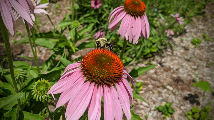 Pollinators are our favorite neighbors