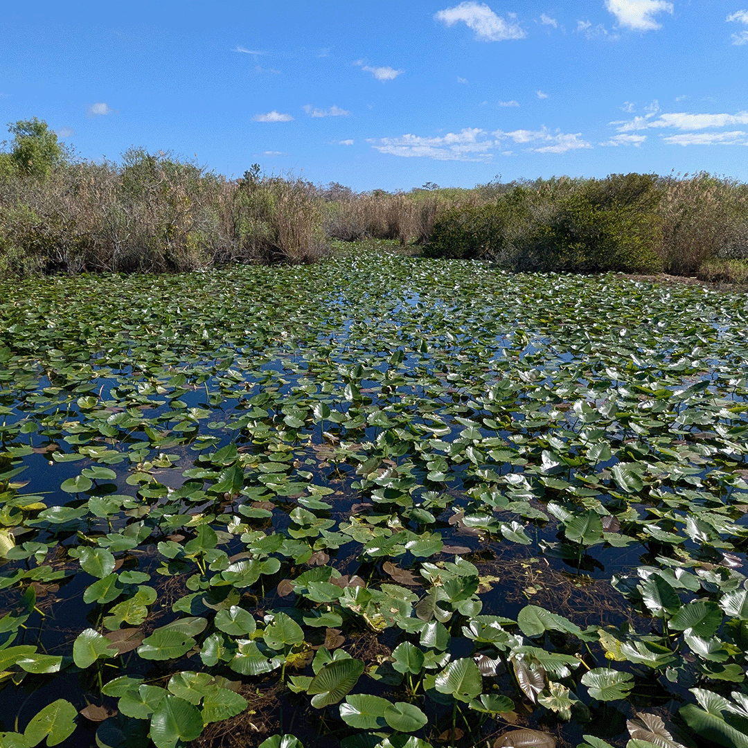 A lily pad covered wetland in the Everglades National Park