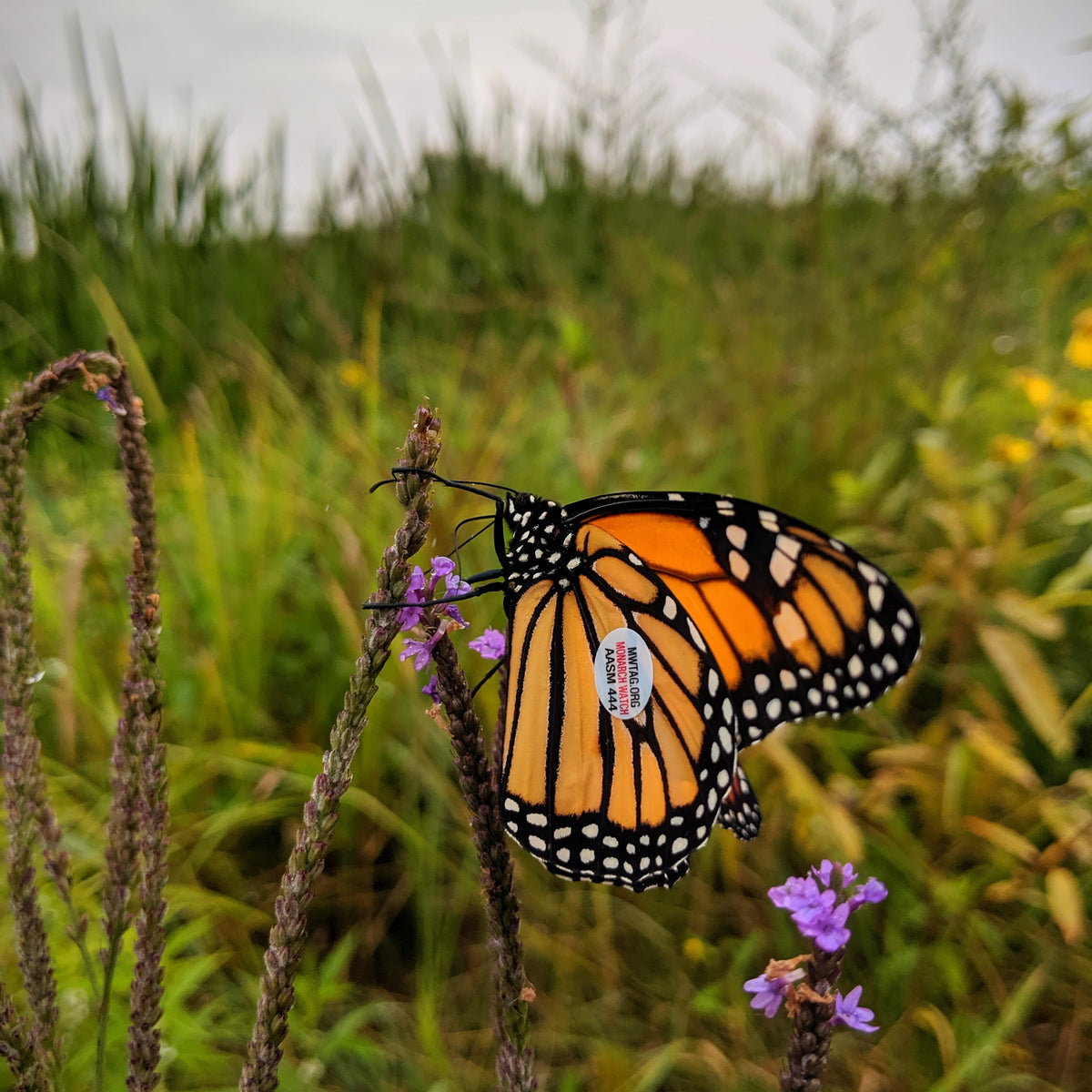 A monach butterfly perched on a vervain plant in a wetland area. The monarch butterfly has a Monarch Watch tag on its wing as part of a monarch butterfly conservation program.