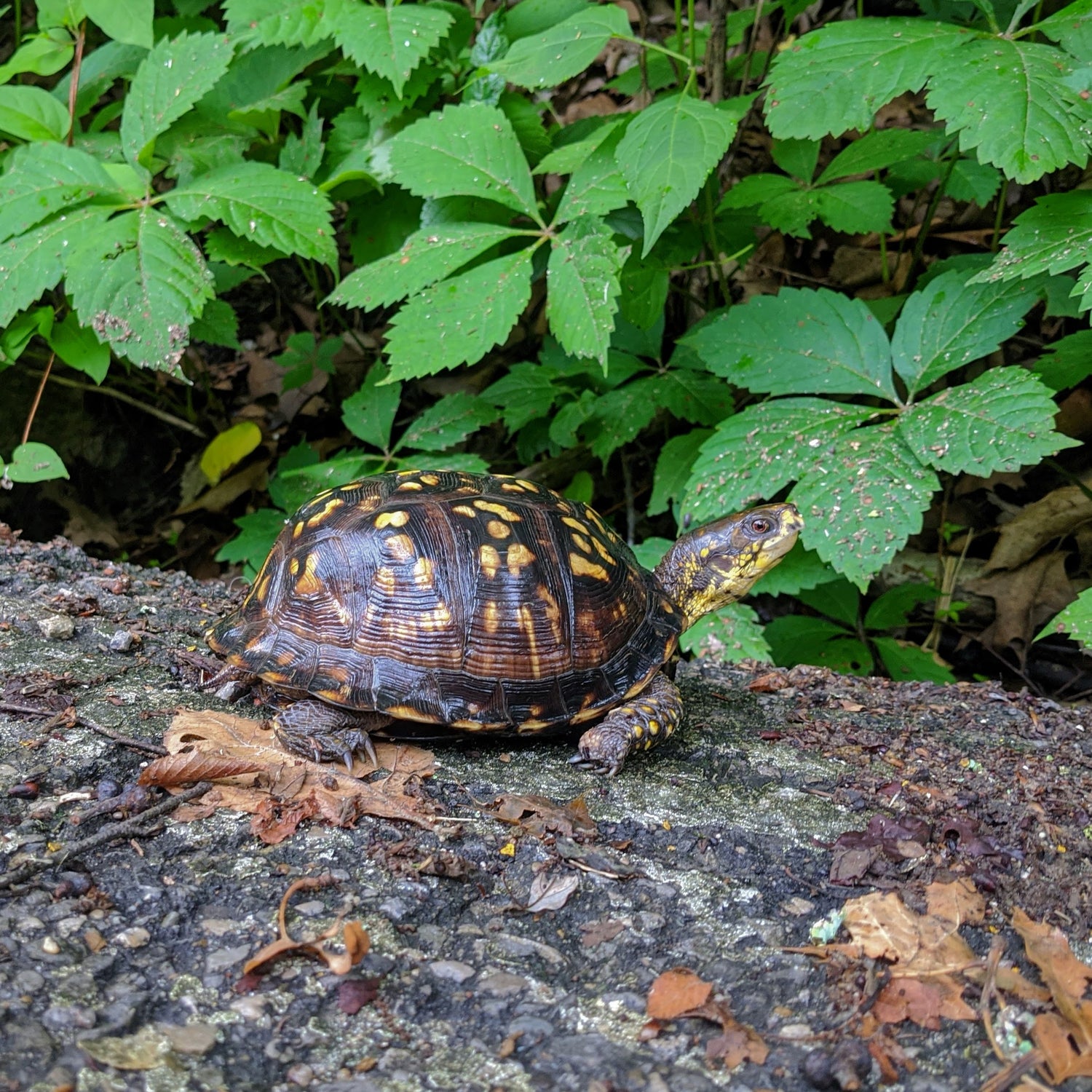 A box turtle walking on a trail surrounded by virginia creeper