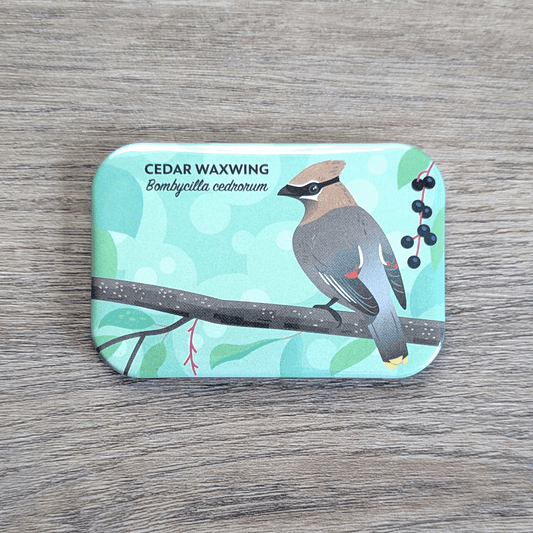 A rectangular magnet with rounded corners illustrated with a gray and tan bird with a bold black mask across its eyes, red highlights on some of the wing feathers, and gold tips of the tail feathers.