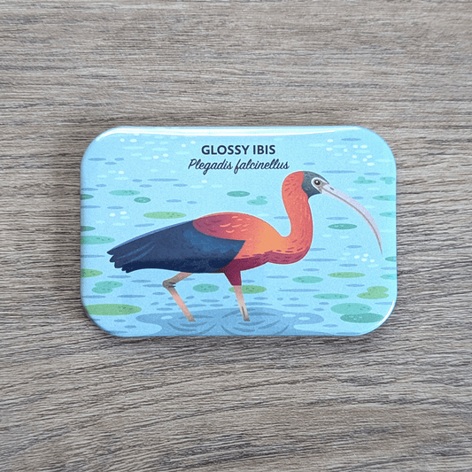 A rectangular magnet with rounded corners illustrated with a long-necked water bird with gradated gold and red on neck and back, iridescent teal and violet wings, a dull green-gray mask, and long, downward-curved bill.