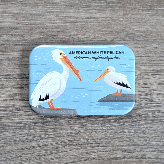 A rectangular magnet with rounded corners illustrated with two white pelicans perched on rocks on the water.