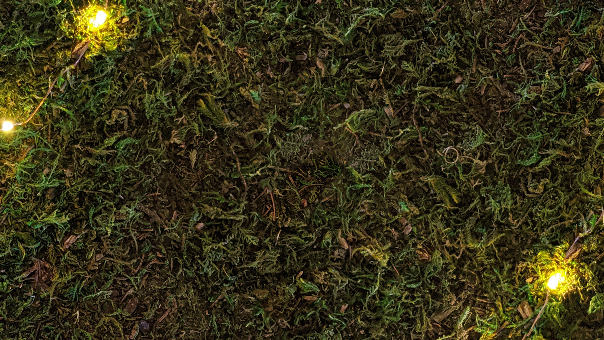 Mossy surface with string lights illuminating it