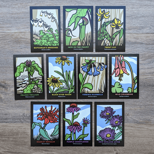A collection of wildflower postcards that include Dutchman's Breeches, Jack-in-the-Pulpit, Trout Lily, Prairie Trillium, Black-Eyed-Susans, Virginia Bluebells, Wild Columbine, Scarlet Beebalm, Purple Coneflowers, and New England Asters.