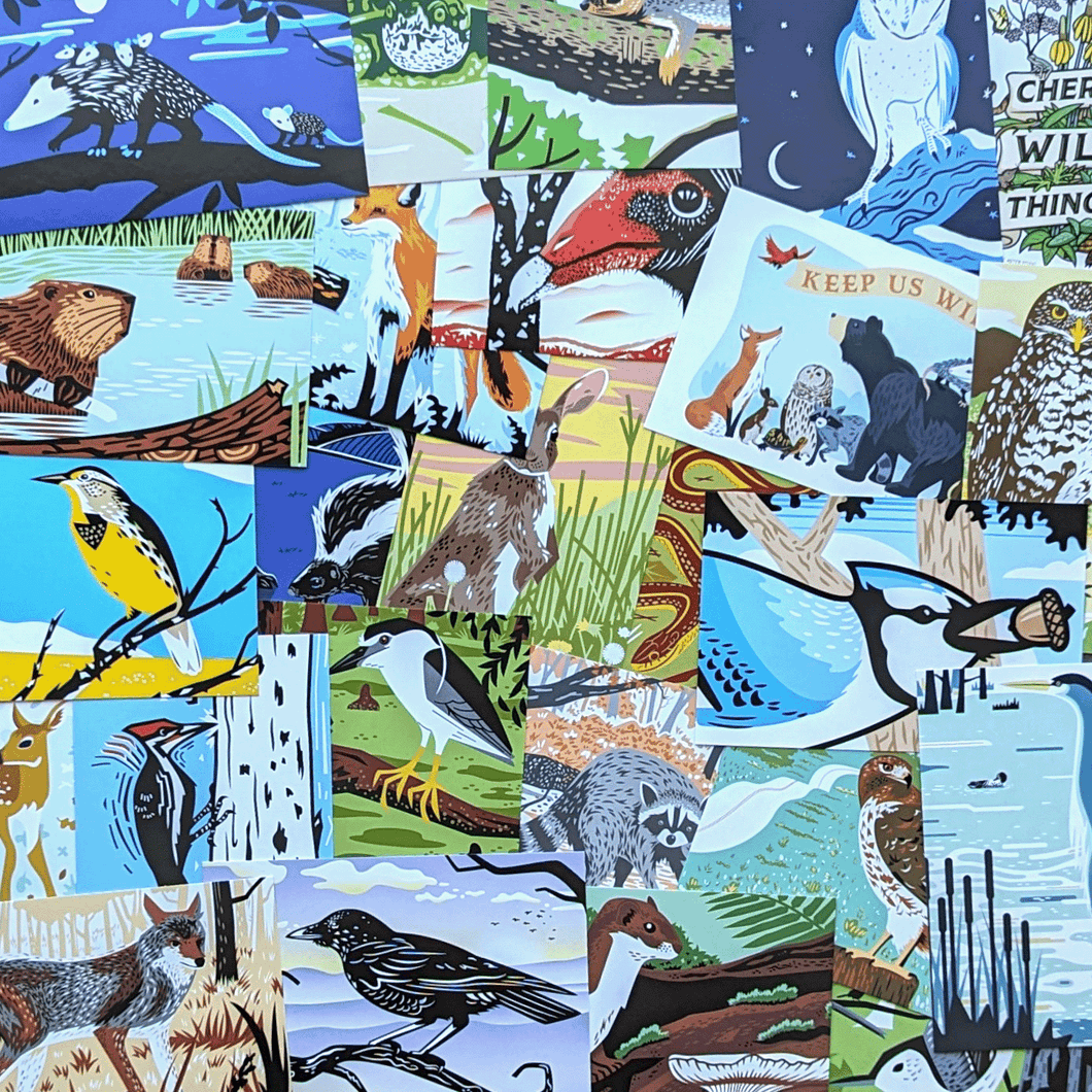 A collection of wildlife postcards in a messy pile to show a selection of the wildlife artwork included in the set.
