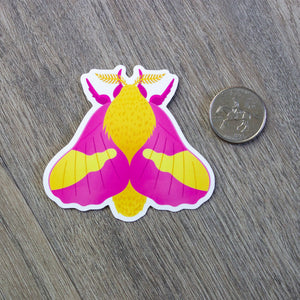A pink and yellow rosy maple moth vinyl sticker sitting next to a USD quarter for scale.